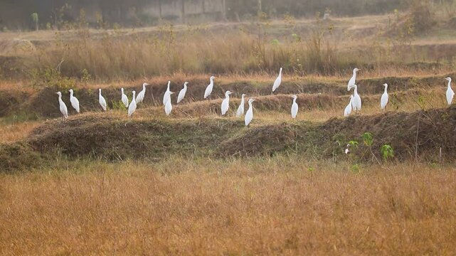 wide angle of a lot of Bagula or Little Egrets sitting in the bird sanctuary  in INDIA