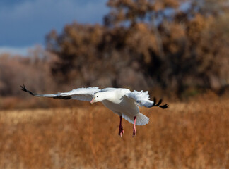 USA, New Mexico. Bosque Del Apache National Wildlife Refuge, snow geese flying.