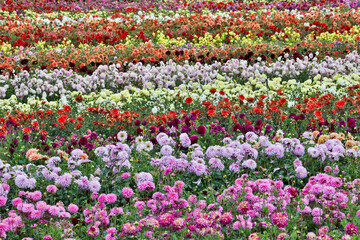 USA, Oregon, Wilsonville. Dahlia field layering of colorful Dahlias