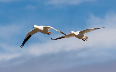 USA, New Mexico. Bosque Del Apache National Wildlife Refuge, snow geese flying.