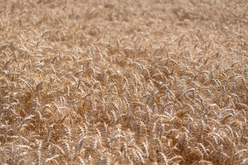 Ears of golden wheat background. Agricultural field view on wheat in a picturesque summer scenery. Crop field. Grain harvest. Golden spikelet. Wheat field. Golden wheat field. Organic barley