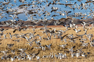 USA, New Mexico. Bosque Del Apache National Wildlife Refuge, sandhill crane and snow geese flying.