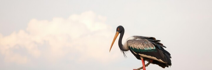 Fototapeta premium Elegant Black Stork perched on a branch with vibrant feathers and a long neck, set against a soft morning sky with fluffy white clouds, waterfowl, wetland bird
