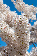 Beautiful spring season. Sakura tree blossom. Spring nature. Sakura tree blossom. Beautiful pink spring Sakura flower on a tree. Sakura tree in bloom in spring. Macro