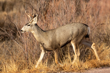 USA, New Mexico. Bosque Del Apache National Wildlife Refuge and mule deer buck in autumn