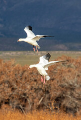 USA, New Mexico. Bosque Del Apache National Wildlife Refuge, snow geese flying.