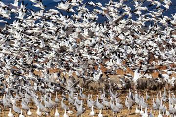 USA, New Mexico. Bosque Del Apache National Wildlife Refuge, sandhill crane and snow geese flying.