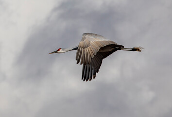 USA, New Mexico. Bosque Del Apache National Wildlife Refuge, sandhill crane in flight