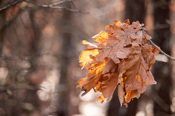 Dried autumn leaves colored in orange and brown against the background of an autumn forest - selective focus