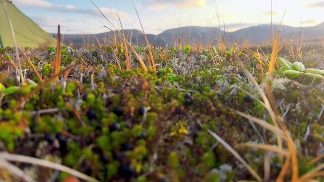 Plants, moss, berries in mountain valley near tent in camping in wild nature. Peat land at foot of mountains. View of yellow grassland surrounded by mounts on background