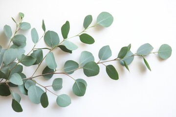 Fresh eucalyptus leaves arranged on a clean white surface for decoration or design use