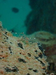 Scuba diving at Andaman island havelock