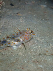 Scuba diving at Andaman island havelock