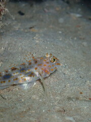 Scuba diving at Andaman island havelock
