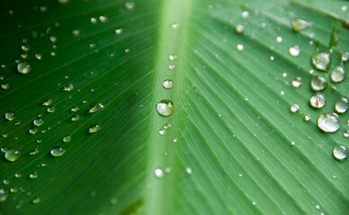 A close-up image of a green leaf with droplets of water on its surface. The water droplets are scattered across the leaf, catching the light and creating a fresh, dewy effect.