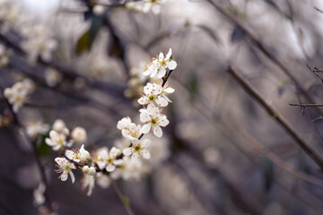 Cherry blossom art photography, idea of a springtime. First spring blooms
