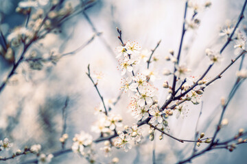 Cherry blossom art photography, idea of a springtime. First spring blooms