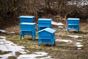 Blue beehives in a winter garden