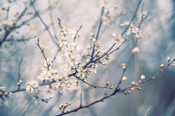 Cherry_blossom_2025