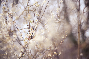 Cherry_blossom_2025