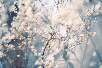 Cherry_blossom_2025