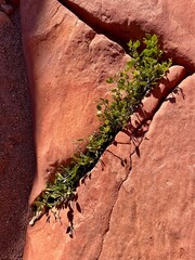 A plant makes its way through a stone