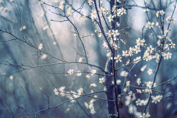 Cherry_blossom_2025