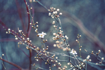 Cherry blossom art photography, idea of a springtime. First spring blooms