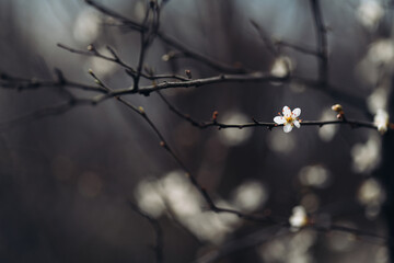 Cherry_blossom_2025