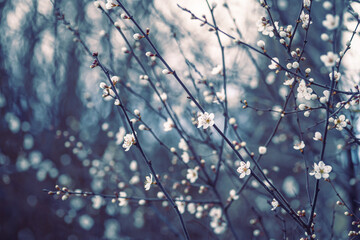 Cherry blossom art photography, idea of a springtime. First spring blooms