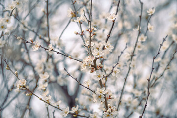 Cherry_blossom_2025