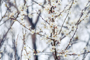 Cherry blossom art photography, idea of a springtime. First spring blooms