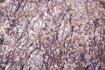 Cherry_blossom_2025