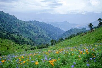 Obraz premium Guransh Laali flowers cover the lower hillsides.