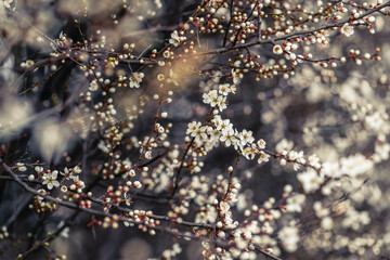 Cherry blossom art photography, idea of a springtime. First spring blooms