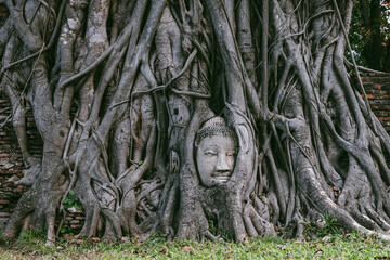 Ancient Buddha head statue encased in tree roots in Ayutthaya, Thailand, spirituality.