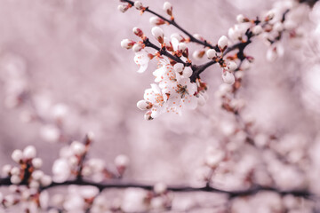 Cherry blossom art photography, idea of a springtime. First spring blooms