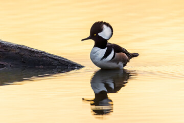 Hooded Merganser (Lophodytes cucullatus) male in wetland at sunrise, Marion County, Illinois.
