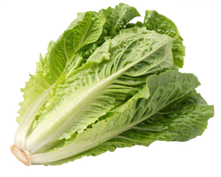 A head of romaine lettuce with crisp, elongated leaves and a fresh, green appearance. AI Generative 