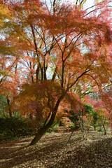 森の紅葉　秋の彩り