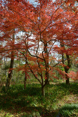 森の紅葉　秋の彩り