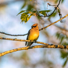 Beautiful cedar waxwings perched in a tree, resting up for a long journey north in the Spring.