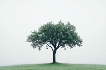Obraz premium Green tree rising on a small hill in a fog-covered field, creating a tranquil and serene atmosphere on a misty day. Soft light enhances the peaceful landscape, inviting reflection
