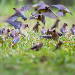 Cedar waxwings migrate in flocks, taking advantage of abundant seeds and berries.
