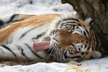 The Amur or Ussuri tiger, or the Far Eastern tiger (Lat. Panthera tigris altaica)