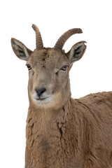 Transcaspian urial (Ovis orientalis arkal). Wild life animal.