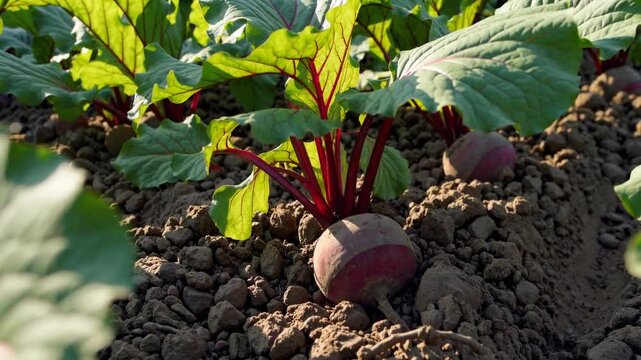 close-up of a thriving beet field bathed in warm daylight.