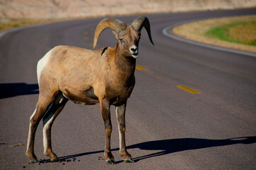 USA, South Dakota. Badlands National Park, bighorn sheep, two rams