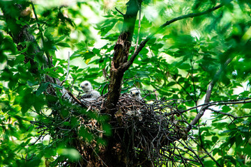 USA, Minnesota, Mendota Heights. Broad-winged hawk chicks at nest