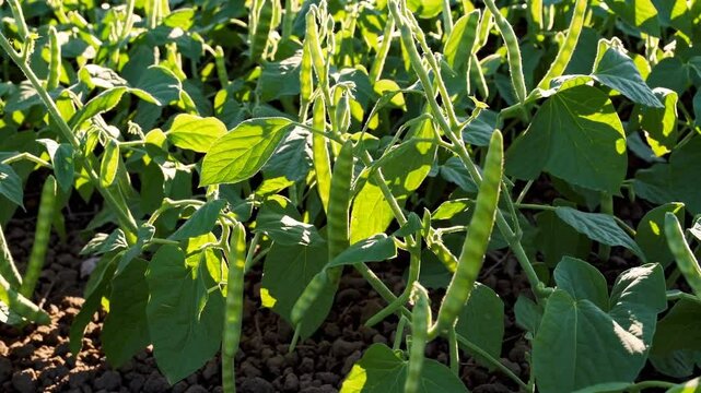  close-up of a thriving bean field bathed in warm daylight.